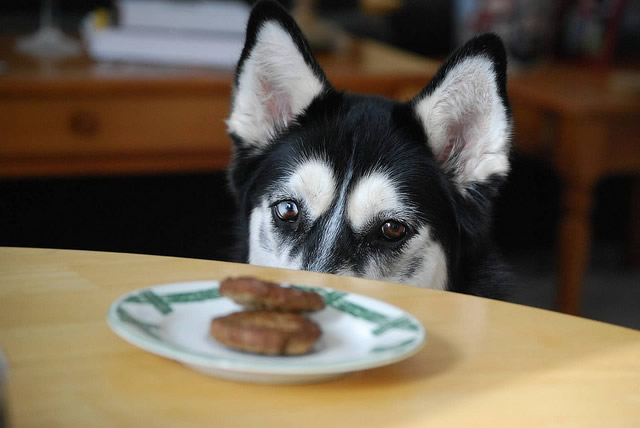 Dogs and table scraps