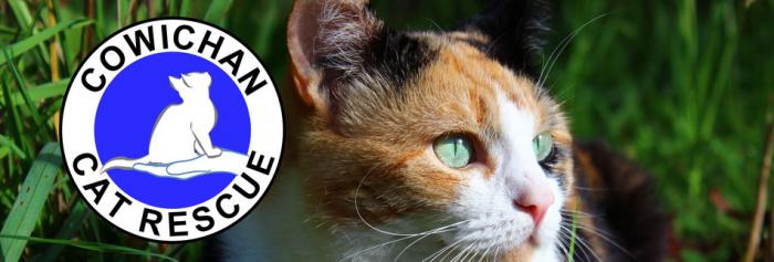 Cowichan Cat Rescue Victoria Adoptables