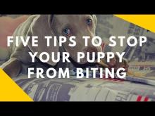 Embedded thumbnail for Five Tips To Stop Your Puppy From Biting You