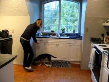 Embedded thumbnail for The Puppy Project Lesson 13: Food Bowl Exercises - Sitting When Approached (Part 2)