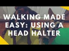 Embedded thumbnail for Walking Made Easy: Teaching Your Dog To Wear A Head Halter
